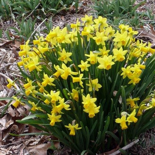 Narcissus ‘Tete-a-tete’ - Future Forests