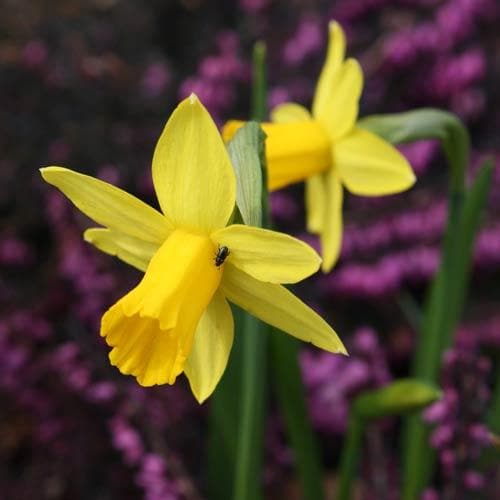 Narcissus ‘Tete-a-tete’ - Future Forests