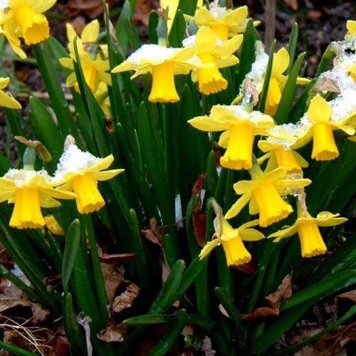 Narcissus ‘Tete-a-tete’ - Future Forests