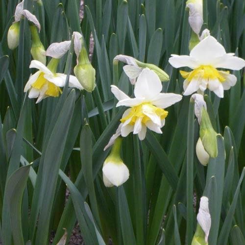 Narcissus ‘White Lion’ - Future Forests