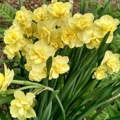 Narcissus ‘Yellow Cheerfulness’ - Future Forests