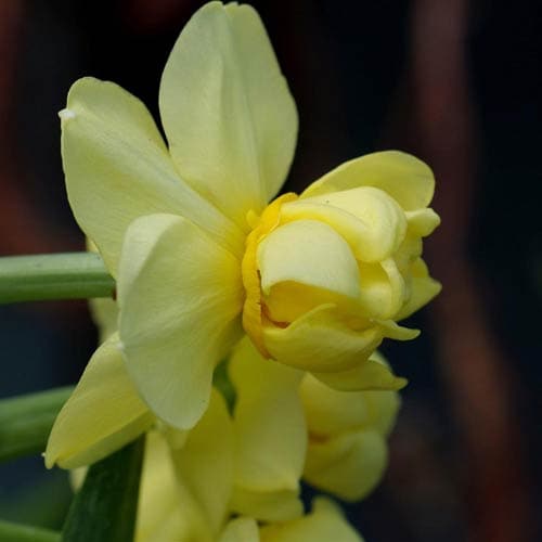 Narcissus ‘Yellow Cheerfulness’ - Future Forests