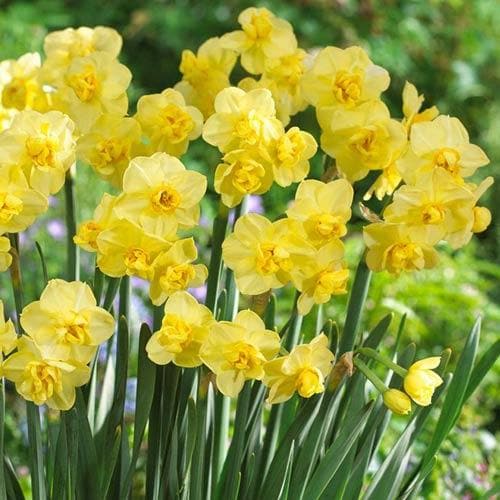 Narcissus ‘Yellow Cheerfulness’ - Future Forests