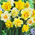Daffodil - Mixed Double - Future Forests