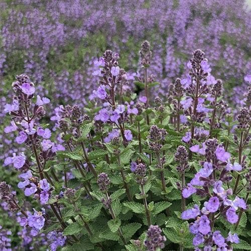 Nepeta x faassenii Purrsian Blue