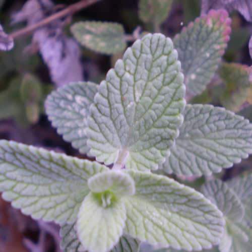 Nepeta Six Hills Giant