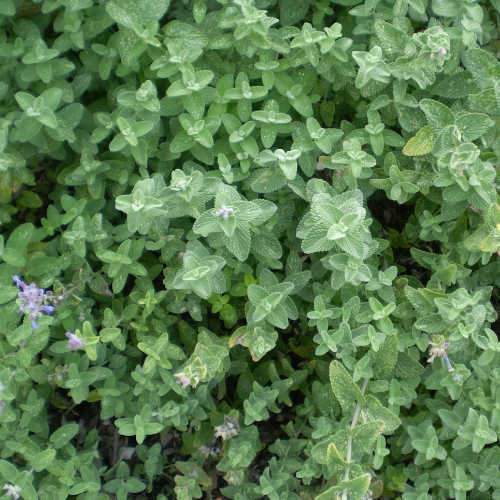 Nepeta Six Hills Giant