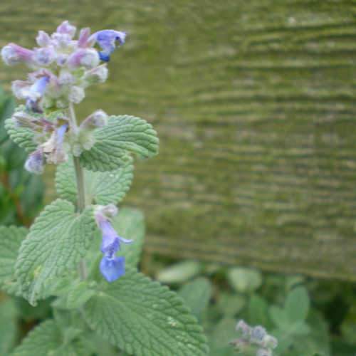 Nepeta Six Hills Giant