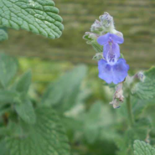 Nepeta Six Hills Giant