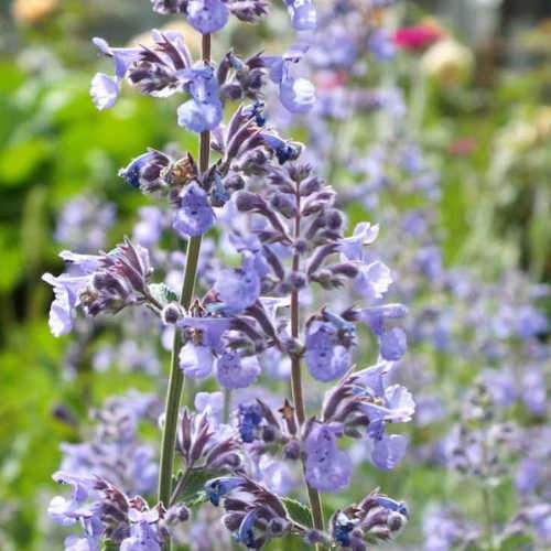 Nepeta Six Hills Giant