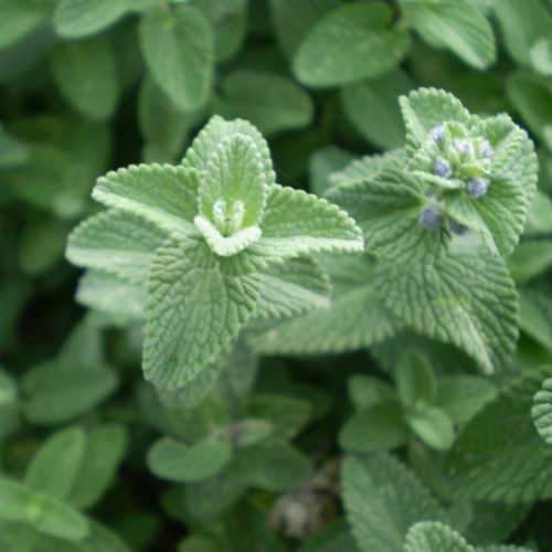 Nepeta Six Hills Giant