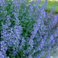 Nepeta racemosa Walker's Low