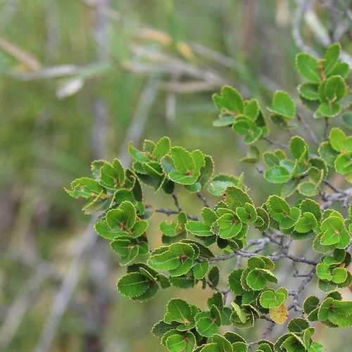 Nothofagus betuloides - Magellan's Beech - Future Forests