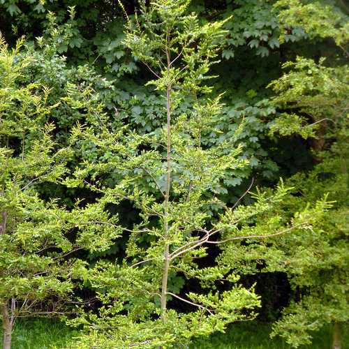 Nothofagus betuloides - Magellan's Beech - Future Forests