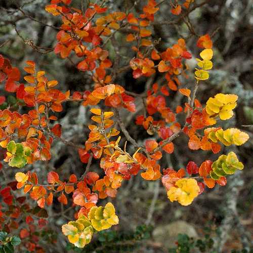 Nothofagus cunninghamii - Myrtle Beech - Future Forests