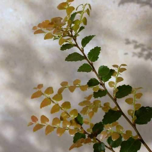 Nothofagus cunninghamii - Myrtle Beech - Future Forests