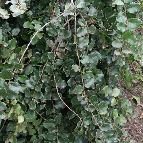 Nothofagus cunninghamii - Myrtle Beech - Future Forests