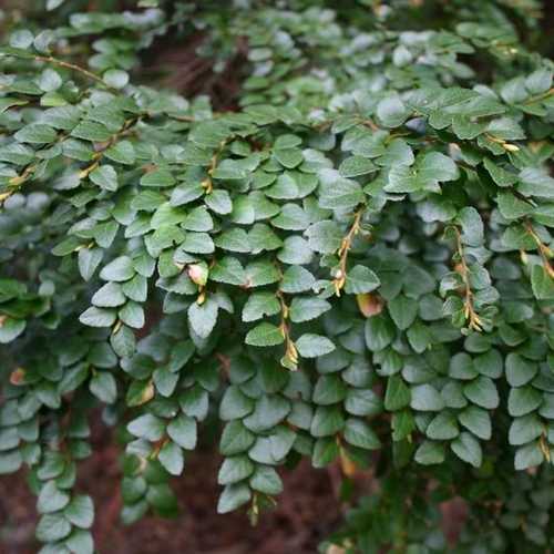 Nothofagus cunninghamii - Myrtle Beech - Future Forests