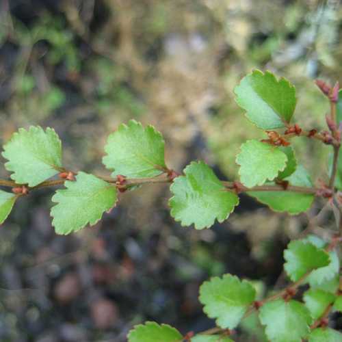 Nothofagus menziesii - Silver Beech - Future Forests