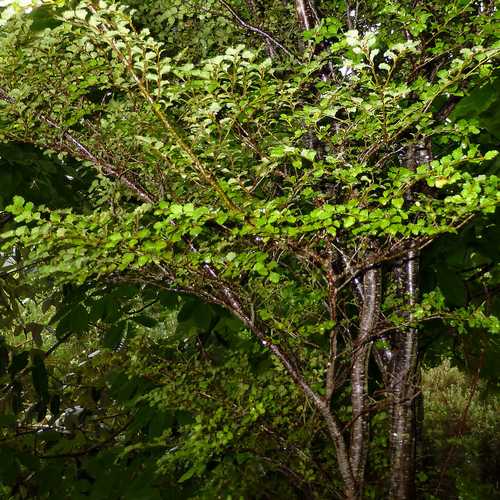 Nothofagus menziesii - Silver Beech - Future Forests