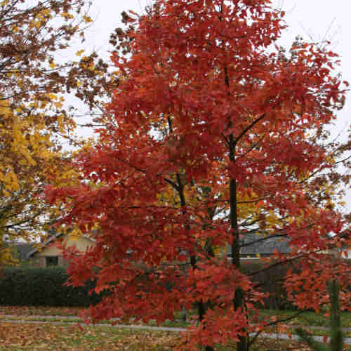 Nothofagus x alpina