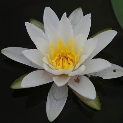 Nymphaea Marliacea Albida