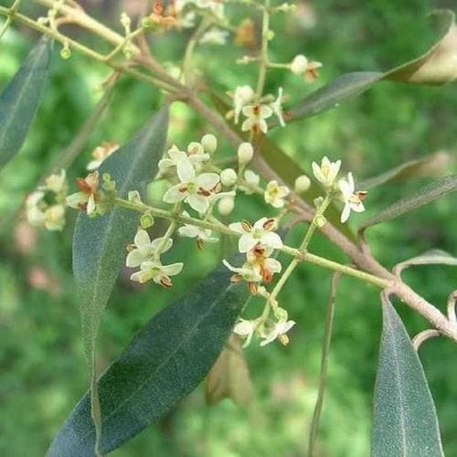 Olea europaea - Future Forests