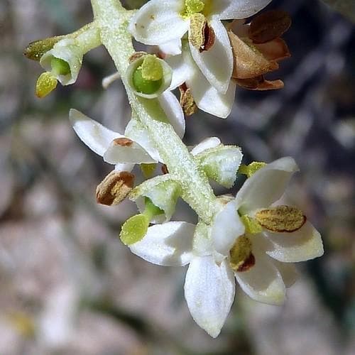 Olea europaea - Future Forests