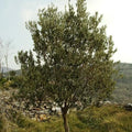 Olea europaea - Future Forests