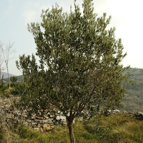 Olea europaea - Future Forests