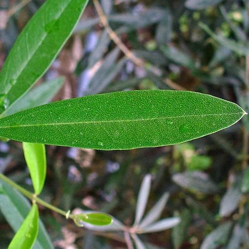 Olea europaea - Future Forests