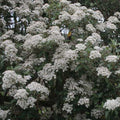 Olearia macrodonta