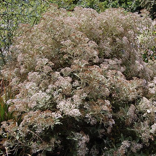 Olearia x oleifolia Waikariensis