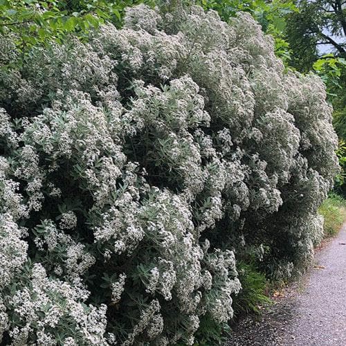 Olearia x oleifolia Waikariensis