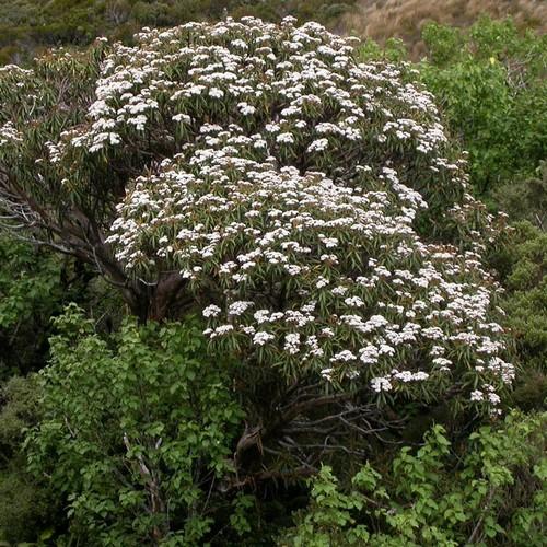 Olearia lacunosa - Future Forests