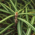 Olearia lacunosa - Future Forests