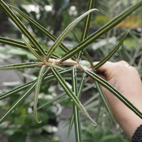 Olearia lacunosa - Future Forests