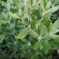 Olearia traversii Pot | 2L / 1-1.5ft