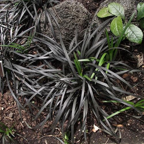 Ophiopogon planiscapus Nigrescens - Future Forests