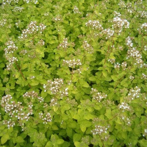 Oregano, golden - Future Forests