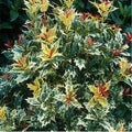 Osmanthus heterophyllus Goshiki