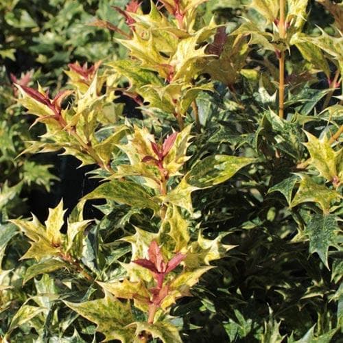 Osmanthus heterophyllus Tricolor
