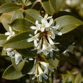 Osmanthus burkwoodii - Future Forests