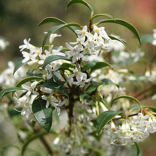 Osmanthus burkwoodii - Future Forests