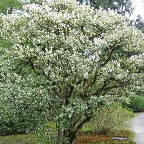 Osmanthus burkwoodii - Future Forests