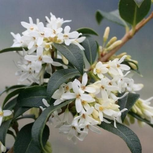 Osmanthus burkwoodii - Future Forests