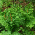 Osmunda regalis - Future Forests