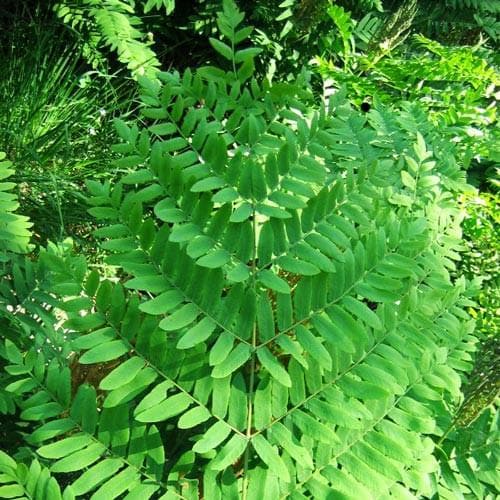 Osmunda regalis - Future Forests