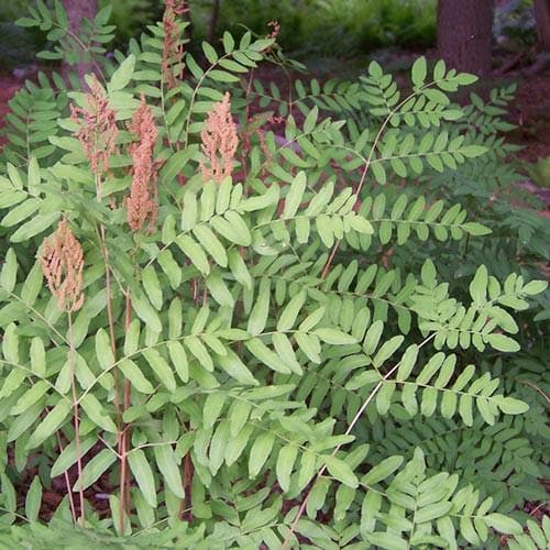 Osmunda regalis - Future Forests