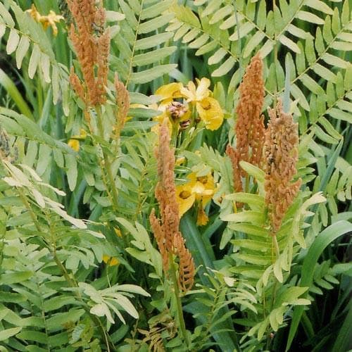 Osmunda regalis - Future Forests